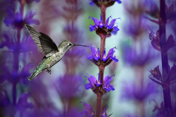 Hummingbird drinking from lavender