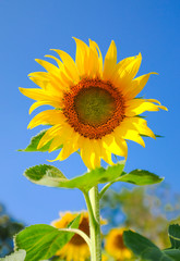 sunflower with blue sky background