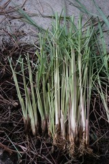 lemongrass