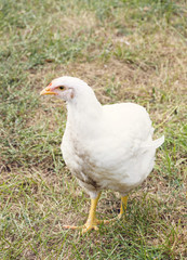 White chicken on a poultry farm