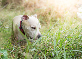 American Pitbull puppy playing on grass field