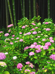 竹林と紫陽花