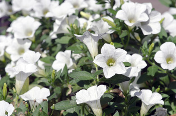Close-up flowers of white petunias