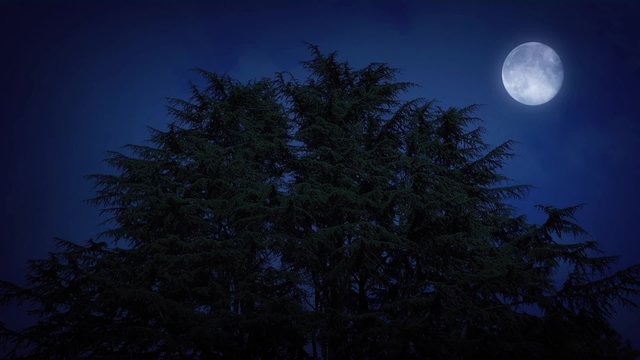 Huge Trees With Moon On Windy Night