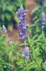 Fototapeta premium Purple lavender flower at Lavender Field in the summer..