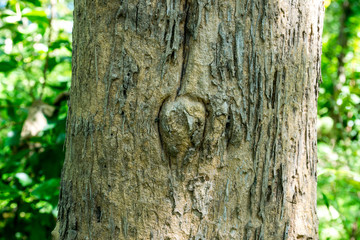 Fototapeta premium wooden texture