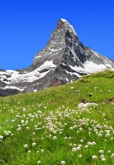 Photo sur Plexiglas Cervin Views of the Matterhorn - Swiss Alps