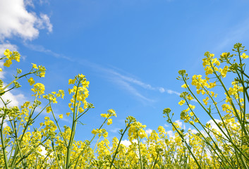 Obraz premium Flower of a rapeseed ( Brassica napus ) on blue sky