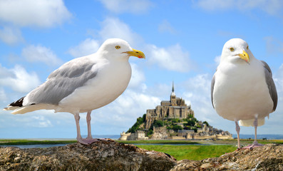 Seagulls in the background Mont Saint Michele, France