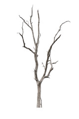 death tree isolate on white
