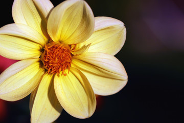 Obraz na płótnie Canvas yellow flower close up