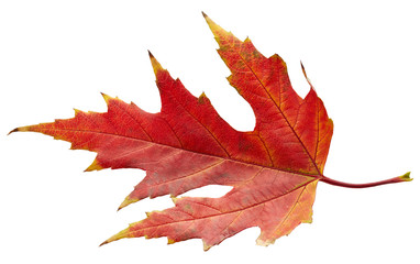 Maple autumn leaf