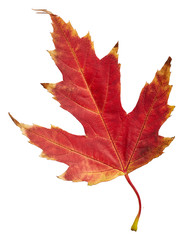 Maple autumn leaf