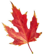 Naklejka na ściany i meble Maple autumn leaf