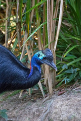 Beautiful young cassowary in rainforest