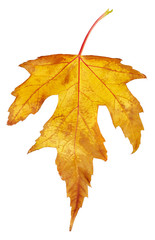 Maple autumn leaf
