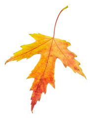 Maple autumn leaf