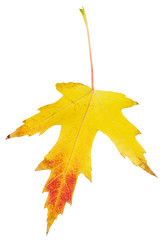 Maple autumn leaf
