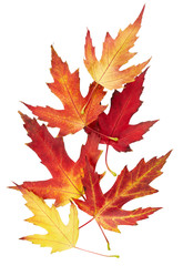 Maple autumn leaves
