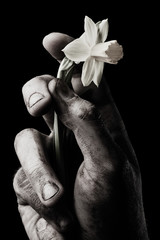 Narcissus in male hand