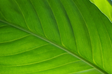 textured green leaf close up