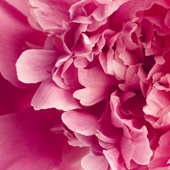 Peony flower