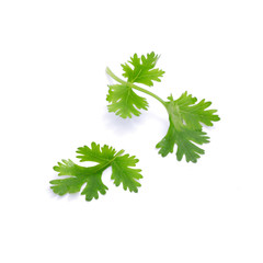 Coriander sprig isolated on white background (Vegetable)