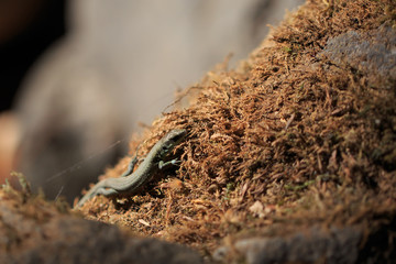 Small forest lizard Darevskia uzzelli on the light
