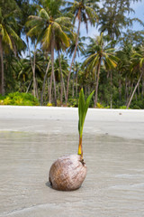 Obraz premium Coconut on the beach, Thailand . Close up