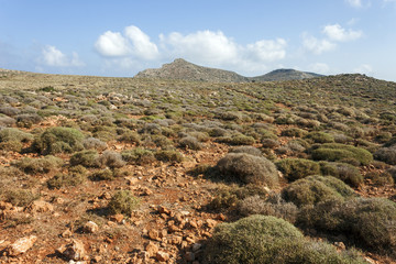 Mediterranean scrub on a mountain of Crete