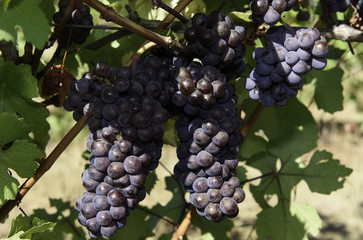 Wine Grape Harvest In The Wilamette Valley