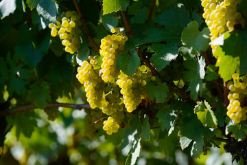 Reife Weintrauben am sonnendurchfluteten  Weinstock