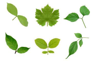 Fototapeta na wymiar Collection of green leaves isoalte on white background