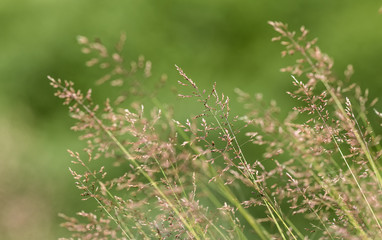 summer grass