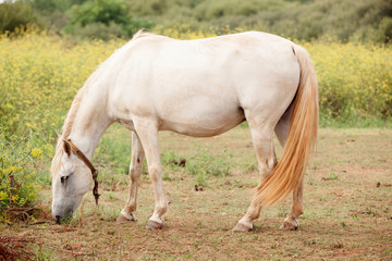 Obraz na płótnie Canvas White horse in the meadow grazing