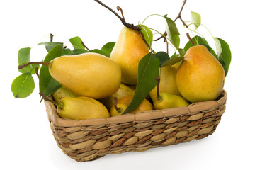 Grusha-juicy and fragrant crop of 2015 in a basket