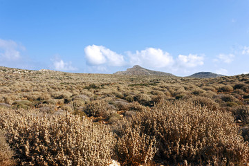 Mediterranean scrub on a mountain of Crete