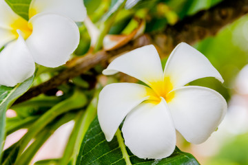 Beautiful white frangipani flowers in tree