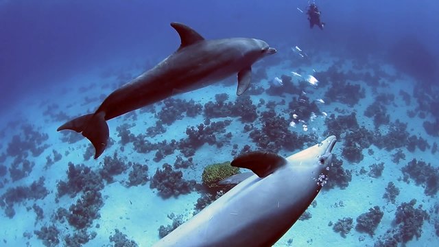 Pair of wild bottlenose dolphins swimming underwater in a sandy lagoon