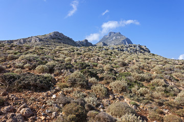 Fototapeta na wymiar Mediterranean scrub on a mountain of Crete