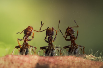 Три муравья. Дождь. Муравьи поют песню. Дрессировка, выступление на сцене или просто хор