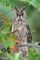 eagle-owl (Bubo bubo)