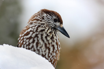 Spotted nutcracker  (Nucifraga caryocatactes)