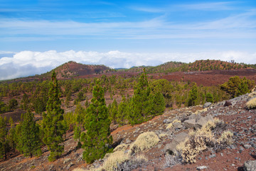 Trees over clouds at volcano Teide in Tenerife island - Canary