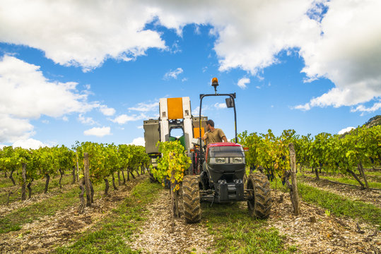 vendanges/ tracteur et machine &agrave; vendanger tract&eacute;e