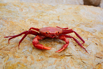 Geryon longipes is a Mediterranean red crab