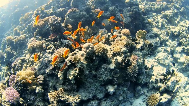 Beautiful tropical coral reef wall with shoals of anthias fish