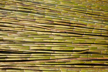 River green cane harvest texture pattern background
