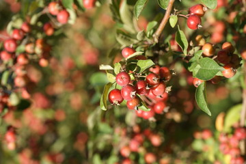 Маленькие яблоки на яблоне