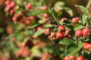Маленькие яблоки на яблоне